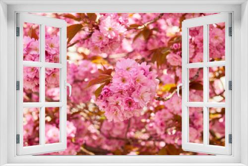 Fototapeta Naklejka Na Ścianę Okno 3D - Beautiful pink flowers of cherry tree blossom. Nature background