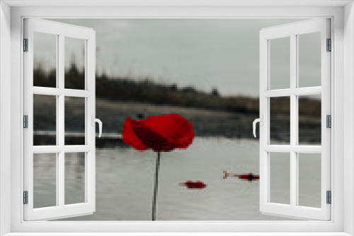 Fototapeta Naklejka Na Ścianę Okno 3D - Poppies