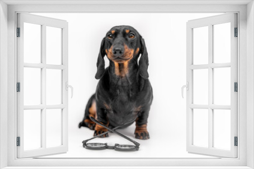 Fototapeta Naklejka Na Ścianę Okno 3D - Adorable dachshund puppy obediently sits in studio on a white background, front view. Glasses for vision correction lie in front of pet with lenses down. Advertising of an optics store