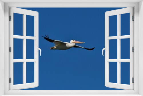 Fototapeta Naklejka Na Ścianę Okno 3D - Pelican in Flight