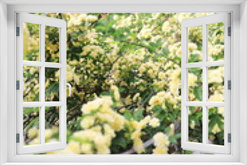 Fototapeta Naklejka Na Ścianę Okno 3D - 満開に咲くモッコウバラ