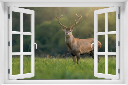 Fototapeta Naklejka Na Ścianę Okno 3D - Young red deer, cervus elaphus, stag looking on a green meadow illuminated by morning sun. Shy mammal in colorful nature scenery. Animal wildlife on hay field with copy space.