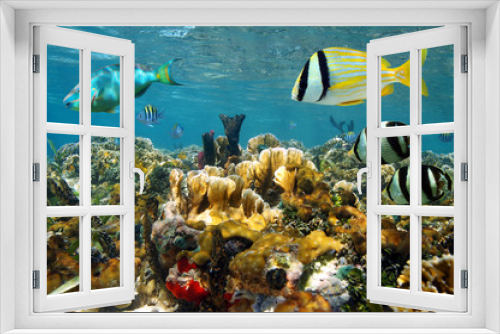 Fototapeta Naklejka Na Ścianę Okno 3D - Shallow coral reef underwater with colorful tropical fish, Caribbean sea, Mexico