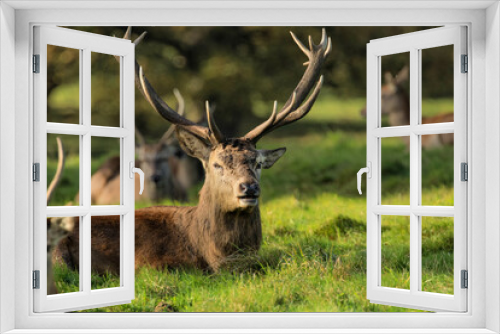 Fototapeta Naklejka Na Ścianę Okno 3D - Majestic Red Deer Stag with Huge Antlers. 