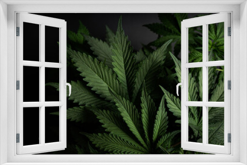 Fototapeta Naklejka Na Ścianę Okno 3D - marijuana leaves cannabis plants background