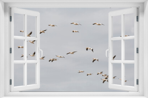 Fototapeta Naklejka Na Ścianę Okno 3D - Flock of pink pelicans in the sky