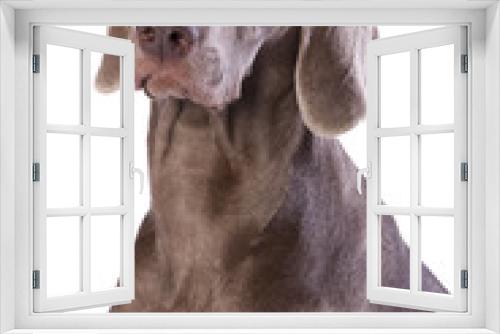 Fototapeta Naklejka Na Ścianę Okno 3D - Weimaraner hunting dog