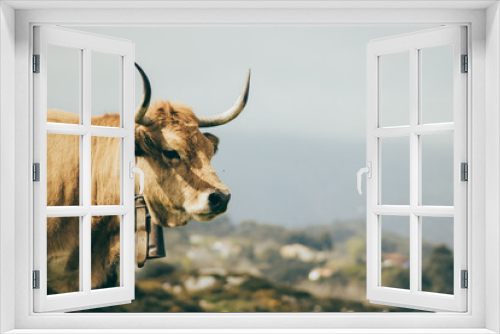 Fototapeta Naklejka Na Ścianę Okno 3D - Cows in Asturies, nothern Spain