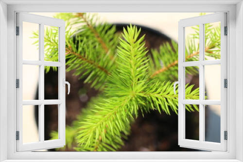 Fototapeta Naklejka Na Ścianę Okno 3D - choinka ŚWIERK Picea abies drzewko bożonarodzeniowe winter snow