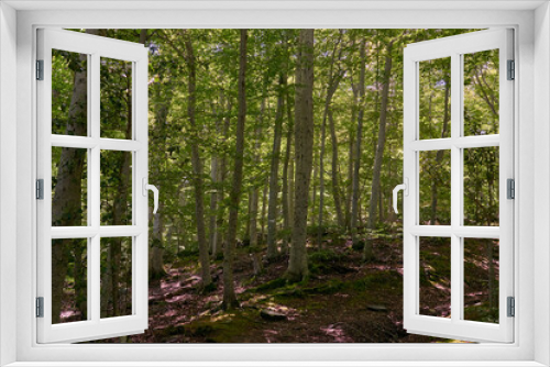 Fototapeta Naklejka Na Ścianę Okno 3D - A large pine forest with green leaves