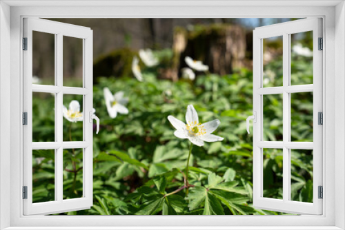 Fototapeta Naklejka Na Ścianę Okno 3D - Windflower, Anemone nemorosa