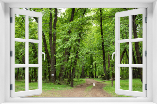 Fototapeta Naklejka Na Ścianę Okno 3D - green forest landscape at spring time