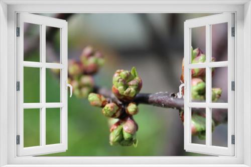 Fototapeta Naklejka Na Ścianę Okno 3D - Branch with cherry flower buds in early spring