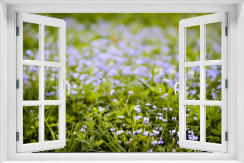 Fototapeta Naklejka Na Ścianę Okno 3D - Forget-me-not flowers in the spring garden .