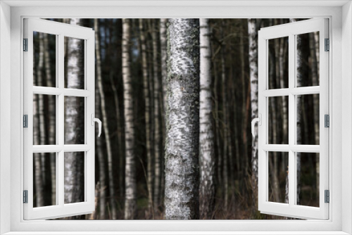 Fototapeta Naklejka Na Ścianę Okno 3D - BIRCH TREES - A forest of white trees in early spring
