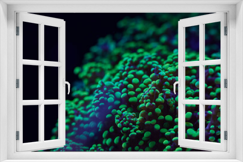 Fototapeta Naklejka Na Ścianę Okno 3D - bright sea coral Euphylia ancora