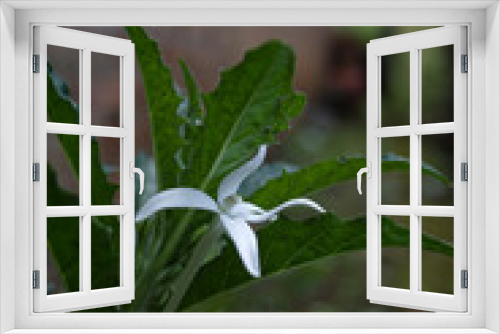 Fototapeta Naklejka Na Ścianę Okno 3D - close up of a plant