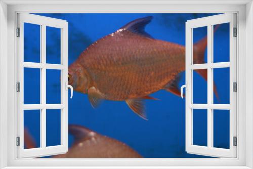 Fototapeta Naklejka Na Ścianę Okno 3D - Fresh water aquarium pink silver fish