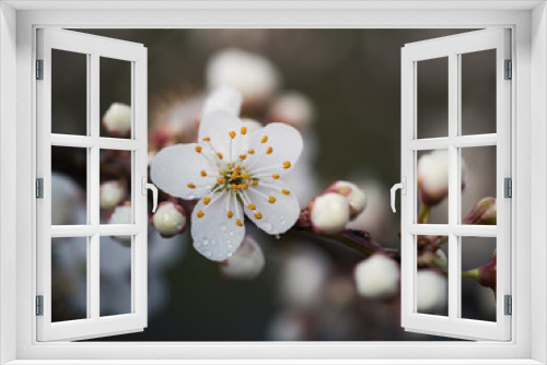 Fototapeta Naklejka Na Ścianę Okno 3D - Wiosenne białe kwiaty drzewa owocowego