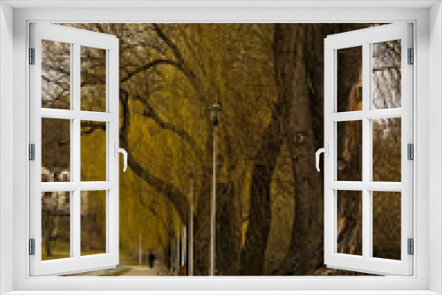 Fototapeta Naklejka Na Ścianę Okno 3D - Wierzbowa aleja parkowa wzdłuż stawu , wczesną wiosną .