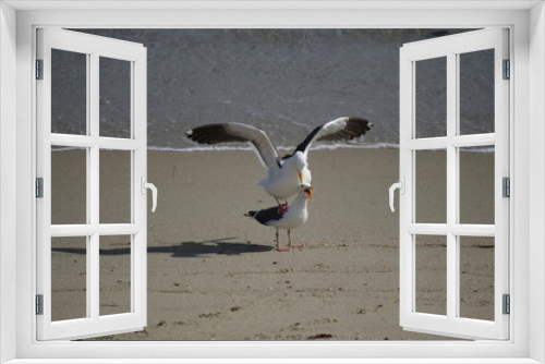 Fototapeta Naklejka Na Ścianę Okno 3D - Möwen bei der Paarung am Strand in Kalifornien