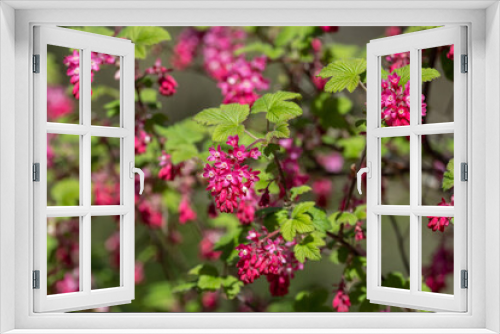 Fototapeta Naklejka Na Ścianę Okno 3D - Red Flowering Currant