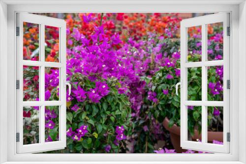 Fototapeta Naklejka Na Ścianę Okno 3D - Many different tropical and exotic garden plants and colorful bougainvillea flowers for sale in Spanish garden shop