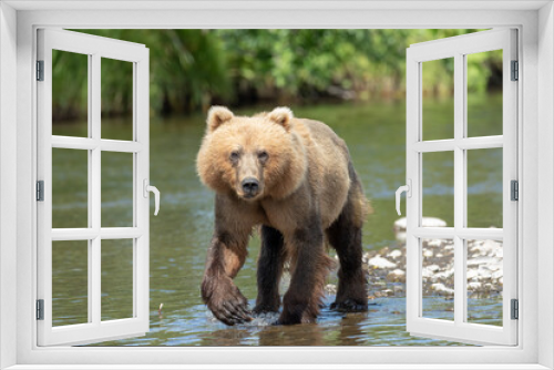 Fototapeta Naklejka Na Ścianę Okno 3D - Kodiak Bear