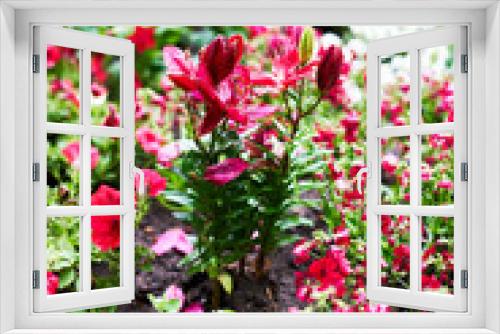 Fototapeta Naklejka Na Ścianę Okno 3D - Red Flowers in a Plot