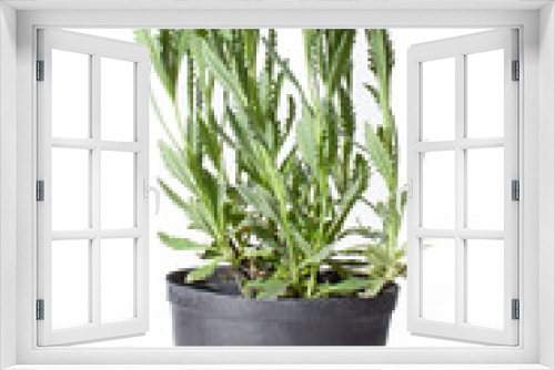 Fototapeta Naklejka Na Ścianę Okno 3D - lavender plant isolated on white background