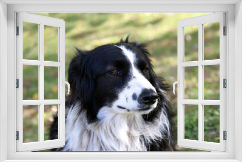 Fototapeta Naklejka Na Ścianę Okno 3D - Border Collie. Dog. Sheep herding dog. Pet. Dog outdoors. Animal.