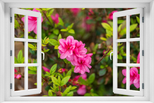 Fototapeta Naklejka Na Ścianę Okno 3D - Pink Azalea blooms in spring