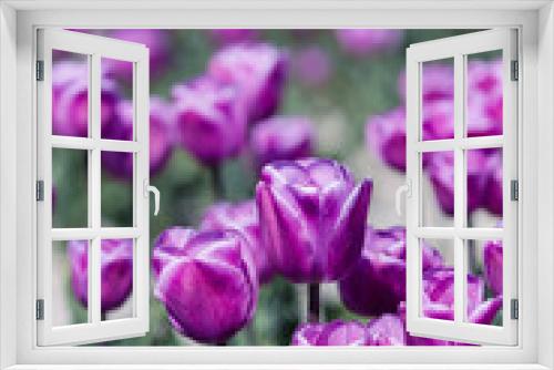 Fototapeta Naklejka Na Ścianę Okno 3D - purple tulips in the garden