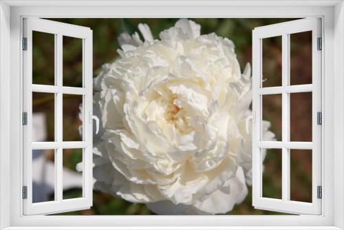 Fototapeta Naklejka Na Ścianę Okno 3D - Beautiful white  tender peony flower close up