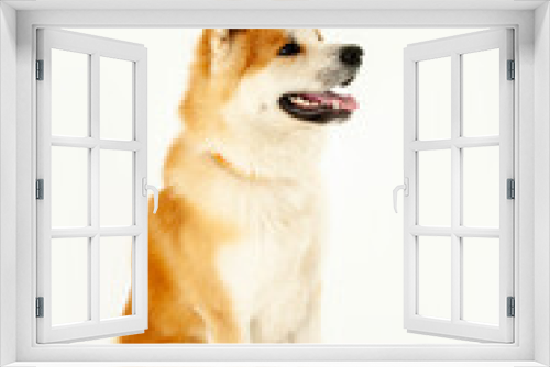Fototapeta Naklejka Na Ścianę Okno 3D - 笑顔の秋田犬