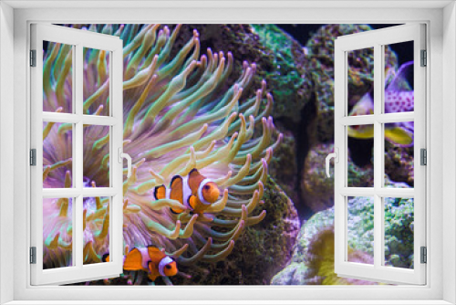 Fototapeta Naklejka Na Ścianę Okno 3D - NEMOfish in anemone ON REEF TANK