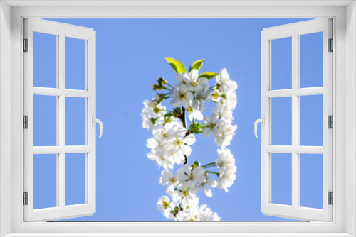 Fototapeta Naklejka Na Ścianę Okno 3D - White blossom flowers on cherry tree with blue sky