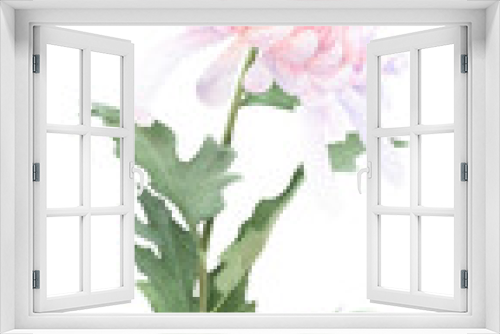 Fototapeta Naklejka Na Ścianę Okno 3D - A pink chrysanthemum flower with leaves hand drawn in watercolor isolated on a white background. Watercolor illustration.