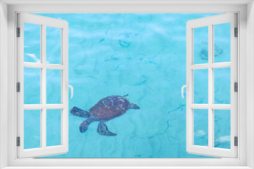 Fototapeta Naklejka Na Ścianę Okno 3D - Green sea turtle swimming in the shallow water at Playa Grandi (Playa Piscado) on the Caribbean island Curacao