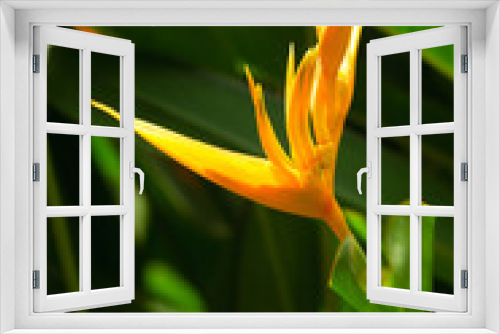 Fototapeta Naklejka Na Ścianę Okno 3D - Heliconia psittacorum, yellow tropical flower