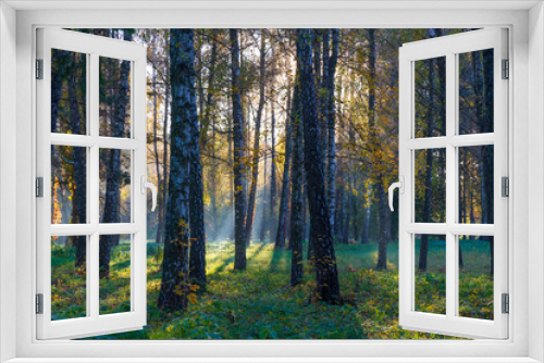 Fototapeta Naklejka Na Ścianę Okno 3D - Fog in the morning deciduous forest.