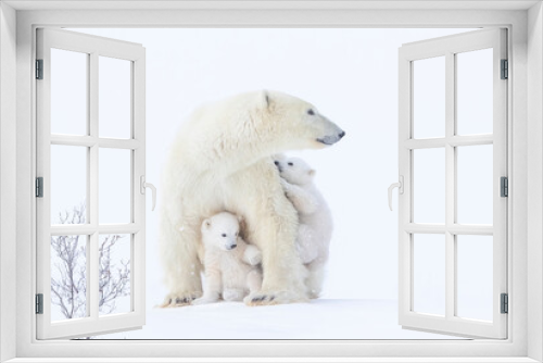 Fototapeta Naklejka Na Ścianę Okno 3D - Polar bear mother and cubs
