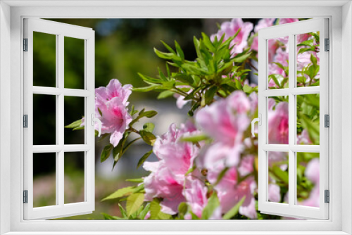 Fototapeta Naklejka Na Ścianę Okno 3D - 春の陽光のもとに咲くツツジ