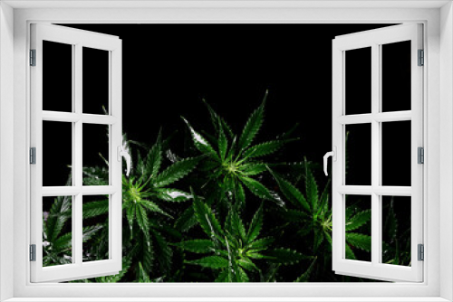 Fototapeta Naklejka Na Ścianę Okno 3D - Cannabis bush on black background. Layout of fresh wet marijuana leaves, watering plant, top view. Hemp recreation, legalization concept.