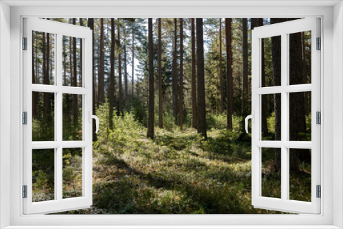 Fototapeta Naklejka Na Ścianę Okno 3D - Pine tree forest, forest therapy and stress relief