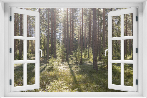 Fototapeta Naklejka Na Ścianę Okno 3D - Pine tree forest, forest therapy and stress relief