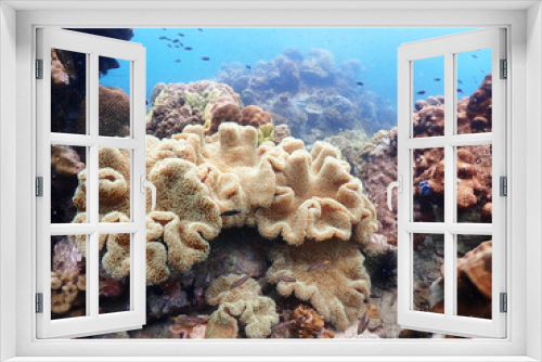Fototapeta Naklejka Na Ścianę Okno 3D - Underwater view of the coral reef. Life in the ocean.
