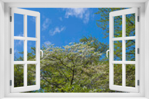 Fototapeta Naklejka Na Ścianę Okno 3D - 青空と木々