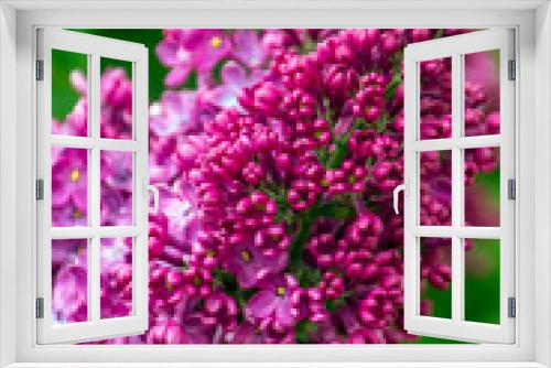 Fototapeta Naklejka Na Ścianę Okno 3D - purple lilac blooms beautifully in spring

