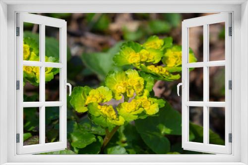 Fototapeta Naklejka Na Ścianę Okno 3D - Blooming Golden Saxifrage Chrysosplenium alternifolium with soft edges. Selective focus. Has healing properties. Yellow spring small flowers